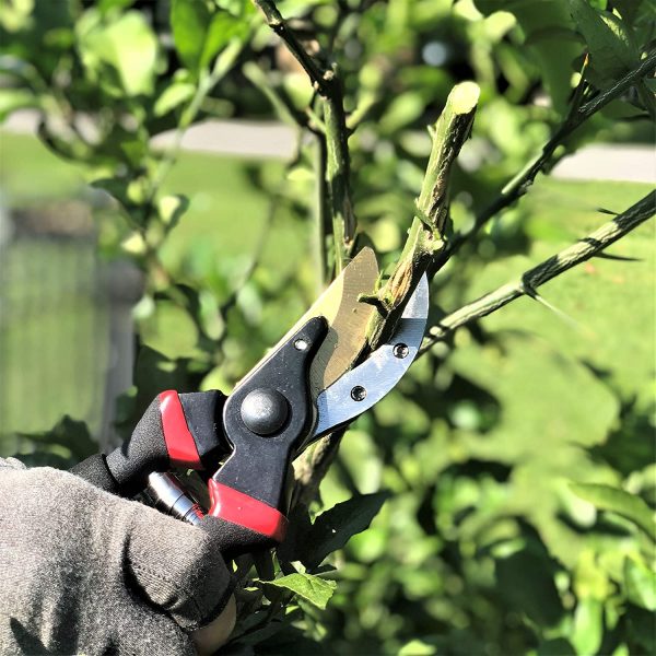 Pruning Shears, Garden Shears, 8" Professional, Garden Scissors, Gardening Shears, Garden Clippers, Bypass Pruners, Garden Shears Pruning, Pruning Scissors, Garden Tools, Garden Supplies - Image 3