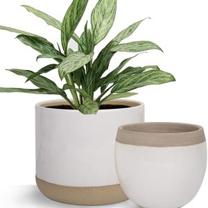 White Ceramic Flower Plant Pots